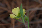 Carolina frostweed